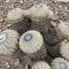 Copiapoa cinerea ssp alboviridis f. inermis seeds
