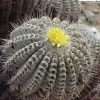 Copiapoa cinerea v. albispina f. centrispina seeds