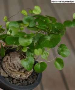 Dioscorea elephantipes v. montana seeds