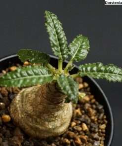Dorstenia crispa seeds