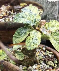 Dorstenia foetida cv. variegata seeds