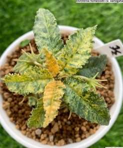 Dorstenia horwoodii cv. variegata seeds