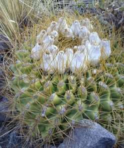 Eriosyce aurata seeds
