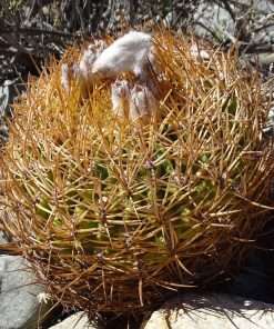Eriosyce ceratistes ssp. echinomastusii seeds