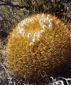 Eriosyce combarbalensis seeds
