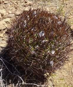Eriosyce ihotzkyanae seeds