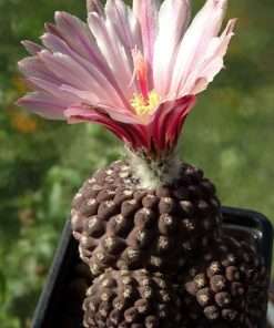 Eriosyce odieri ssp. glabrescens seeds