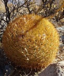 Eriosyce sandillon seeds