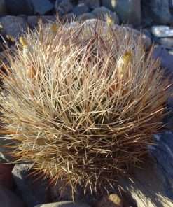 Eriosyce umadeave f. minimus seeds