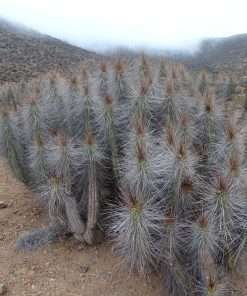 Eulychnia breviflora seeds