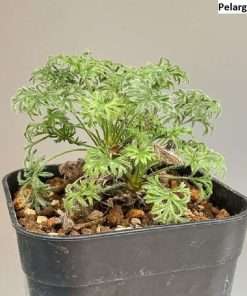Pelargonium hystrix seeds