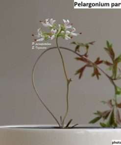 Pelargonium parvipetalum seeds