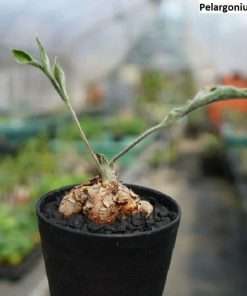 Pelargonium violiflorum seeds