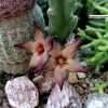 Stapelia acuminata seeds