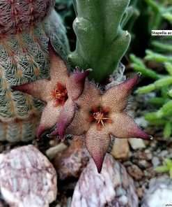 Stapelia acuminata seeds