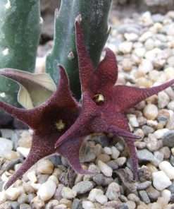 Stapelia rufa seeds