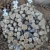 Conophytum fraternum seeds
