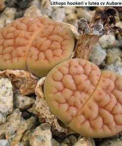 Lithops hookeri v lutea cv Aubarede C38A seeds