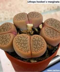 Lithops hookeri v marginata C137 seeds