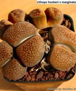 Lithops hookeri v marginata C154 seeds