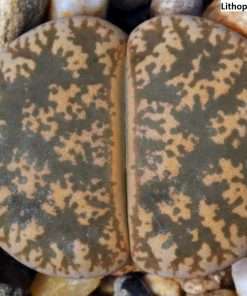 Lithops lesliei C033 seeds