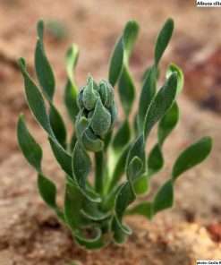 Albuca ciliaris seeds