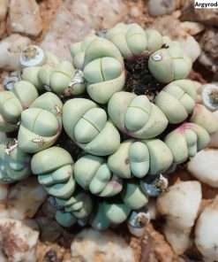 Argyroderma framesii seeds