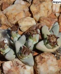 Argyroderma patens seeds