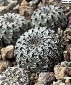 Frailea phaeodisca seeds