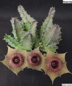Huernia guttata seeds