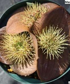 Massonia mimetica seeds