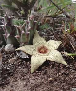 Orbea pulchella seeds
