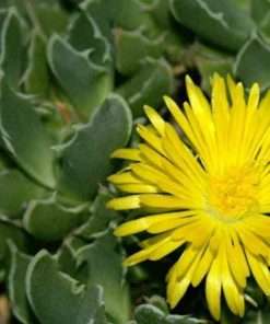 Faucaria bosscheana / 20 seeds (Tiger Jaws, Camdeboo Tigerfig) - Image 2