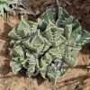 Faucaria bosscheana seeds