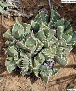 Faucaria bosscheana seeds