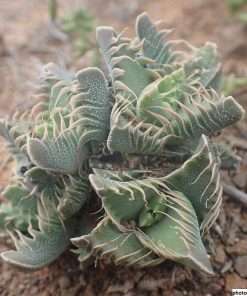faucaria felina seeds