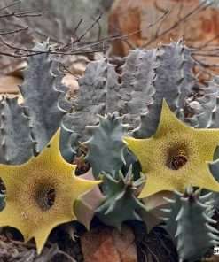 Stapelia thuretii seeds