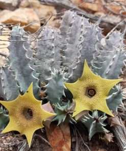 Huernia thuretii / 5 seeds - Image 3