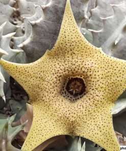 Stapelia thuretii seeds