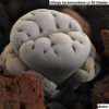 Lithops karasmontana cv 50 Shades of Grey seeds