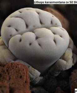 Lithops karasmontana cv 50 Shades of Grey seeds