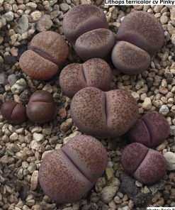 Lithops terricolor cv Pinky seeds