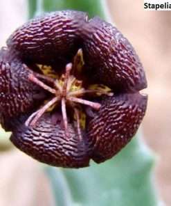 Stapelia engleriana seeds
