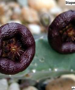 Stapelia engleriana seeds