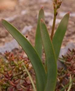 Trachyandra paniculata seeds