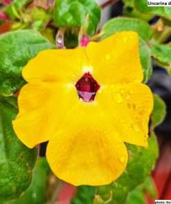 Alternative view of Uncarina decaryi / 5 seeds